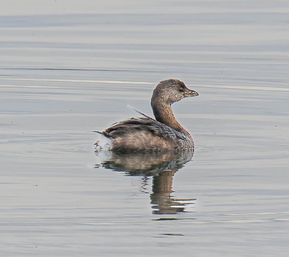 ringnebbdykker - ML644557870