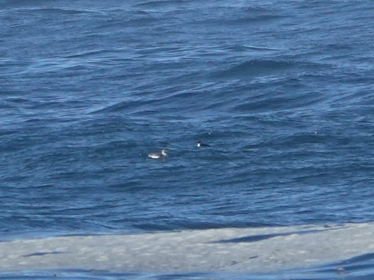 Martin pottorroa - ML644557871