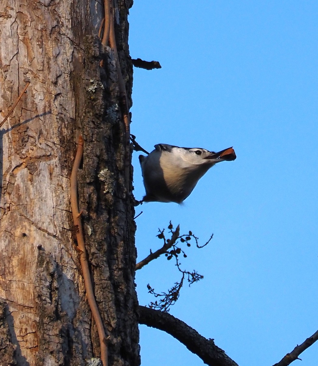 White-breasted Nuthatch - ML644557872