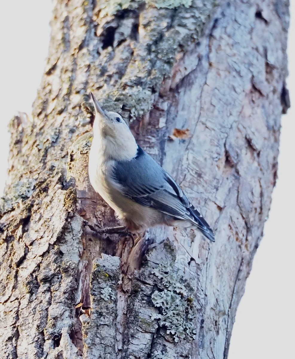 White-breasted Nuthatch - ML644557873