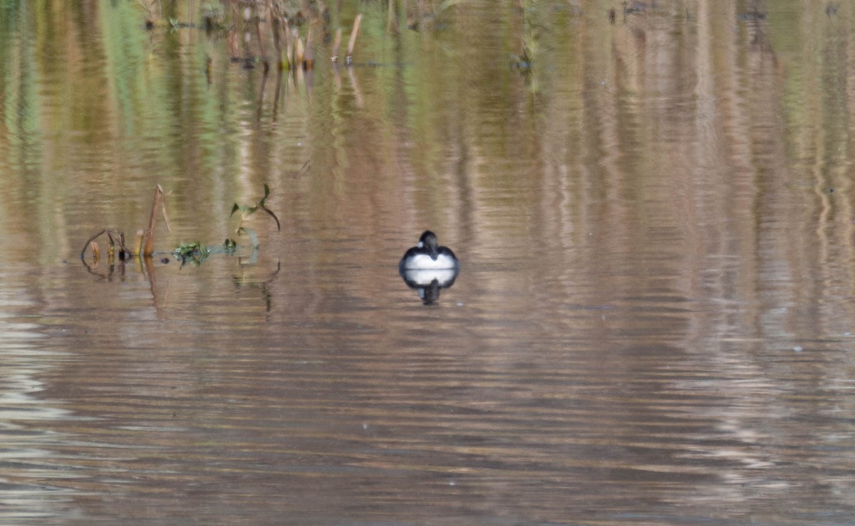 Bufflehead - ML644557874