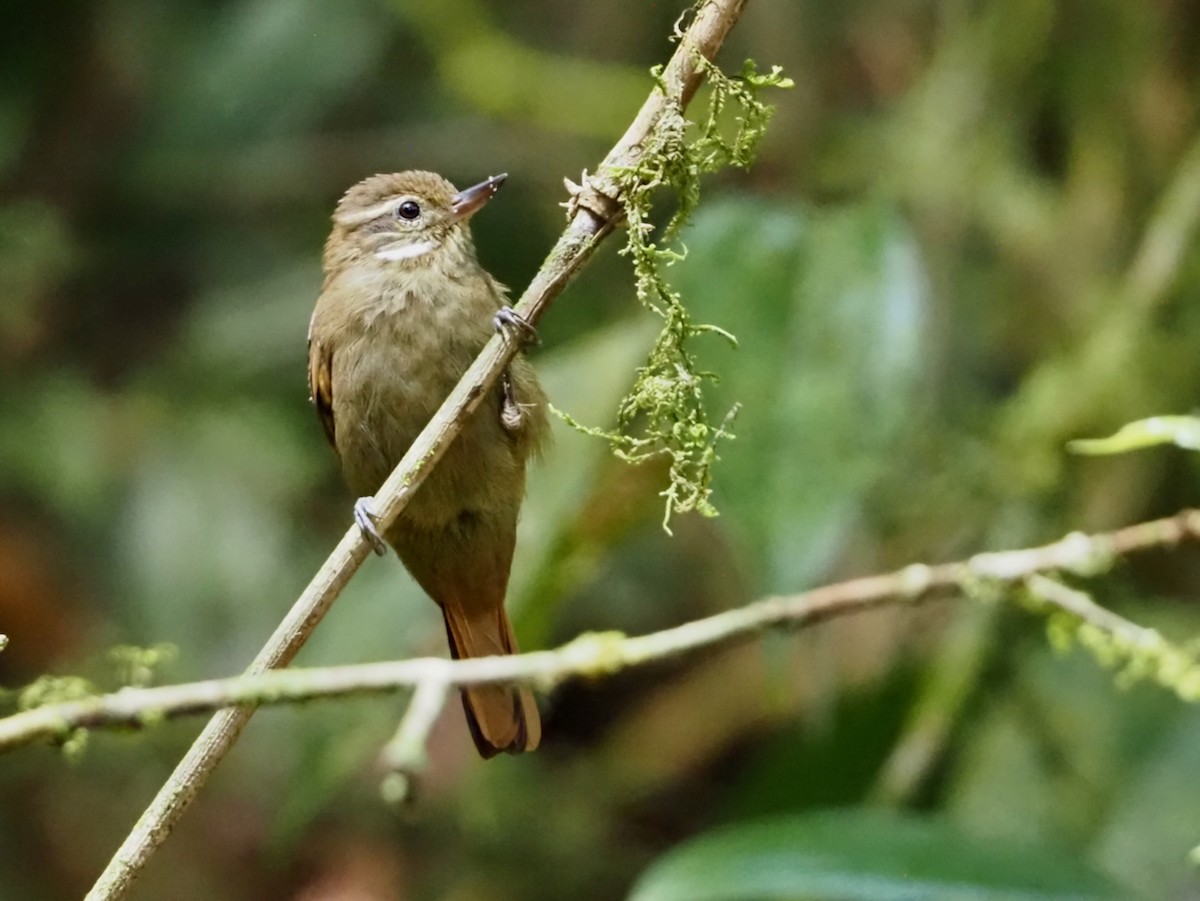 Northern Plain-Xenops - ML644557875