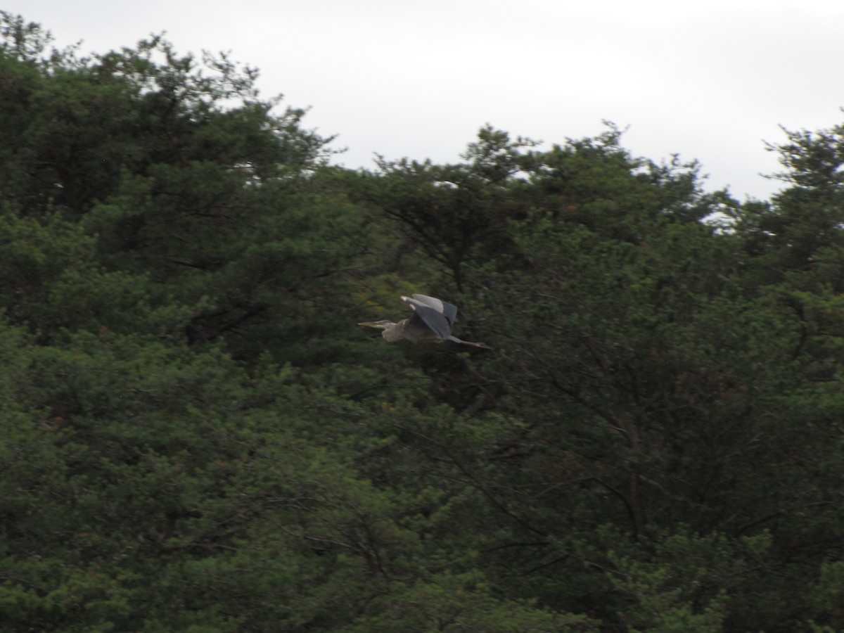 Great Blue Heron - ML644557876