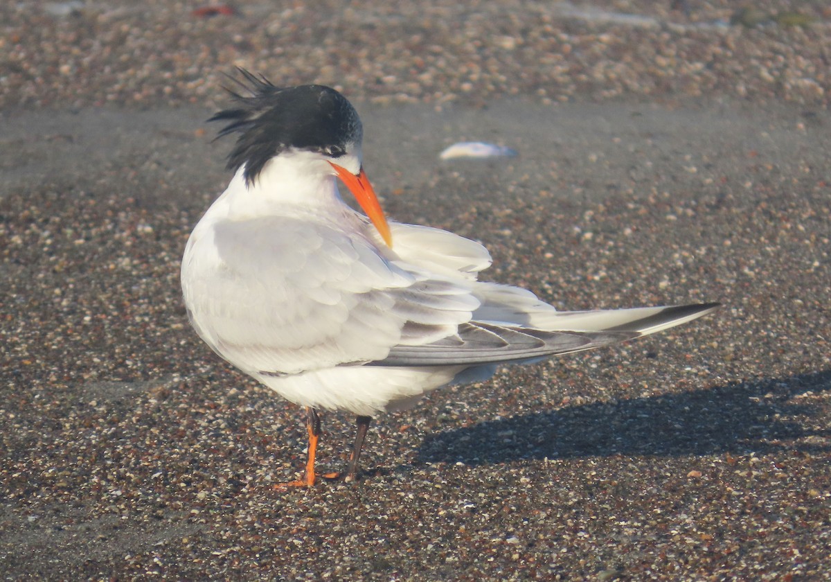 Elegant Tern - ML644557877
