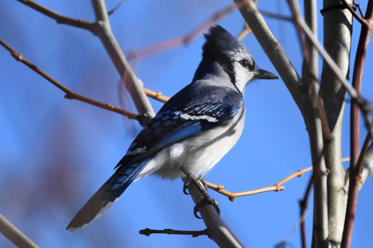 Blue Jay - ML644557879
