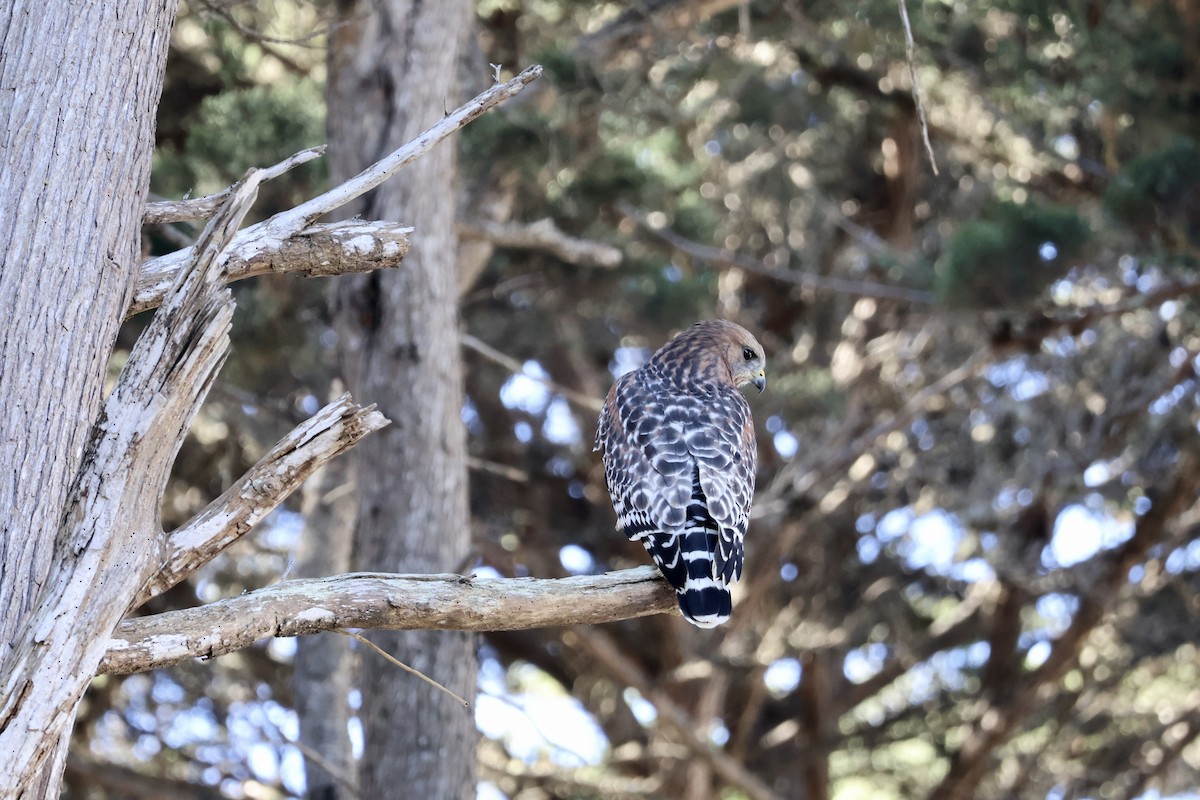 Red-shouldered Hawk - ML644557882