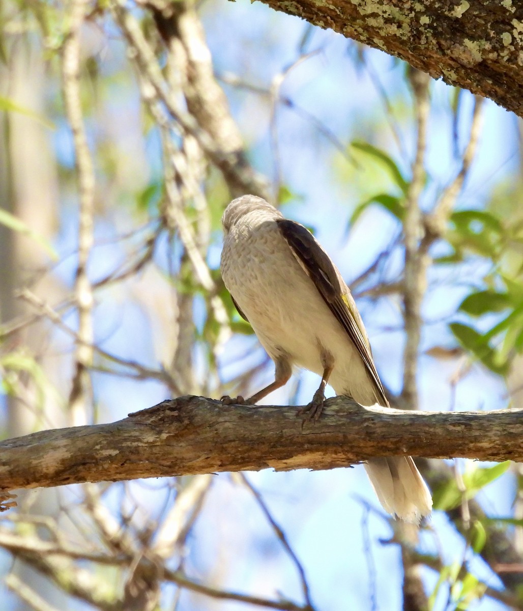 Noisy Miner - ML644557883