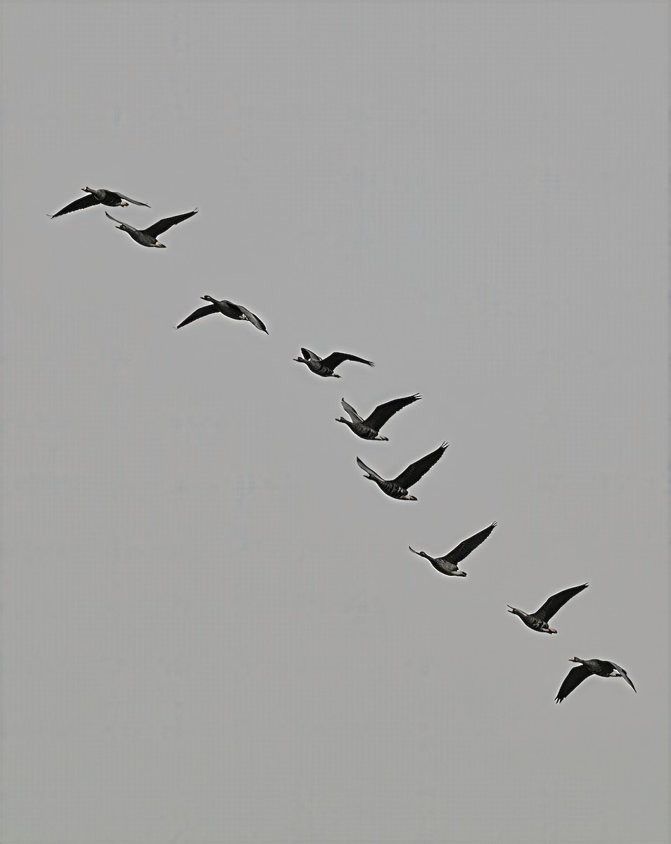 Greater White-fronted Goose - ML644557884