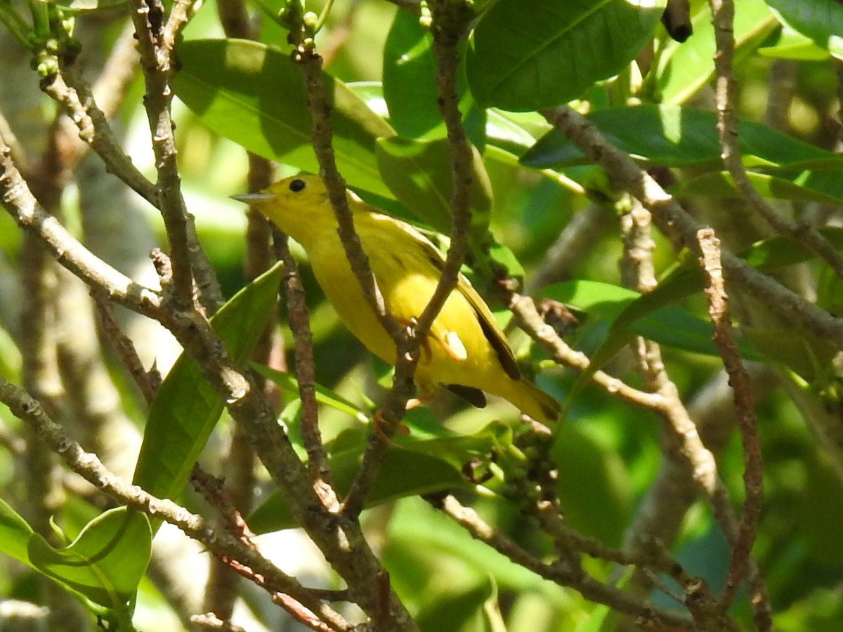 Sarı/Mangrov Sarı Ötleğeni - ML644557889