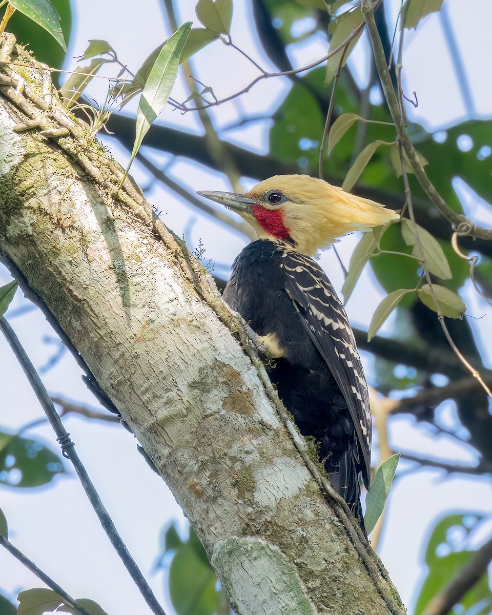 Pic à tête blonde - ML644557893