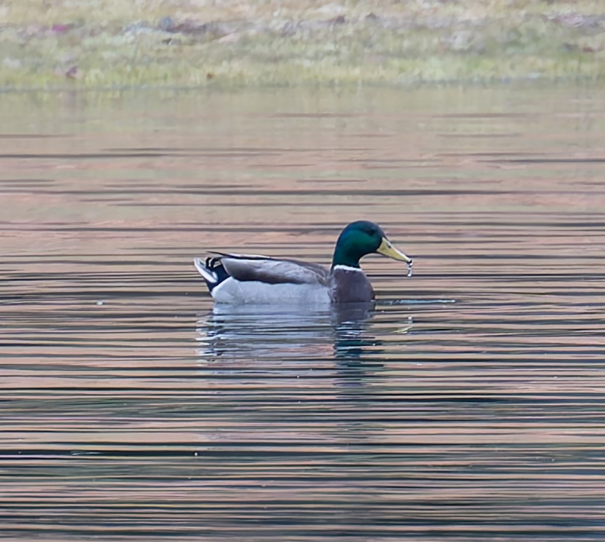 stokkand - ML644557895