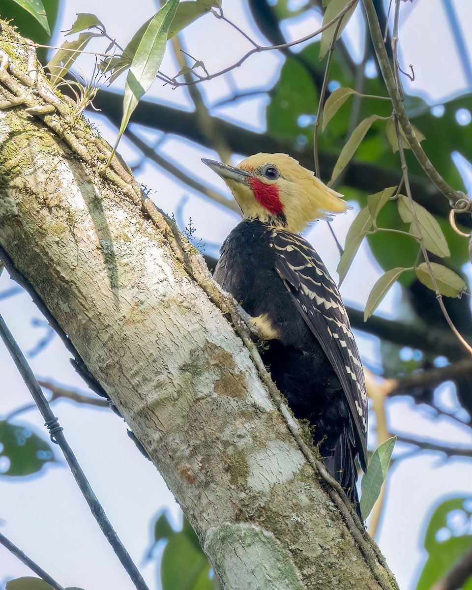 Pic à tête blonde - ML644557896