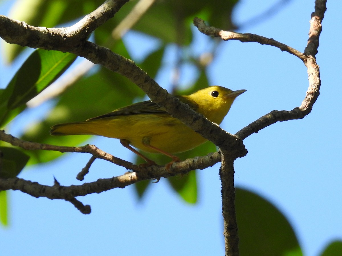 Sarı/Mangrov Sarı Ötleğeni - ML644557902