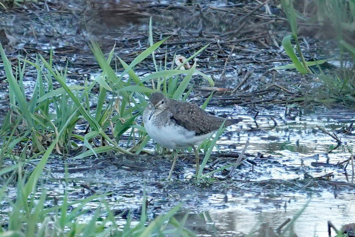 Einsiedelwasserläufer - ML644557911