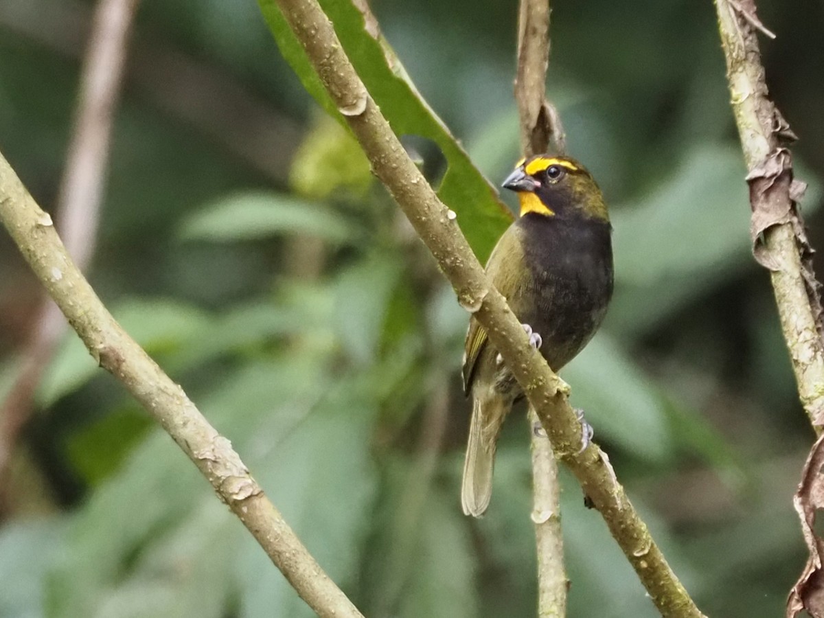 Goldbrauen-Gimpeltangare - ML644557914