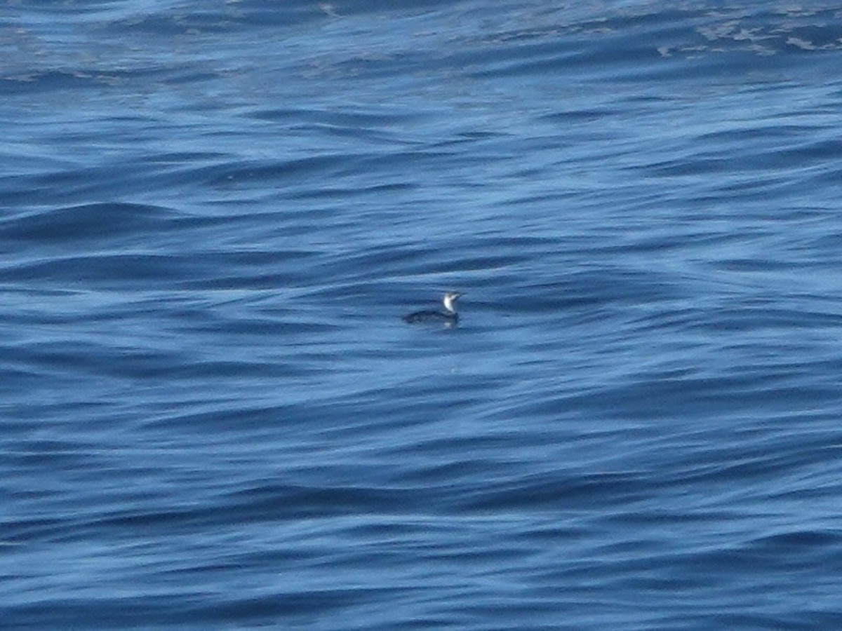 Plongeon catmarin - ML644557917