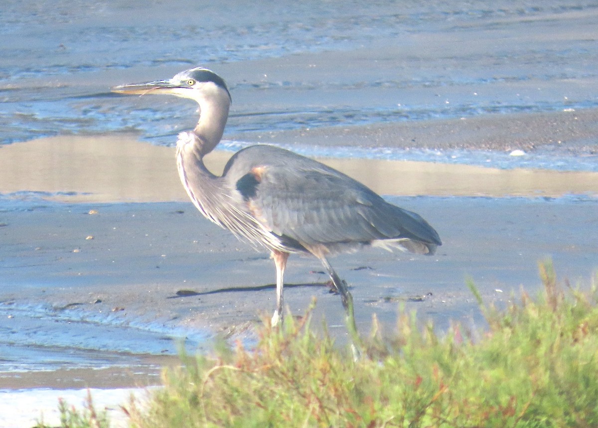 Great Blue Heron - ML644557918