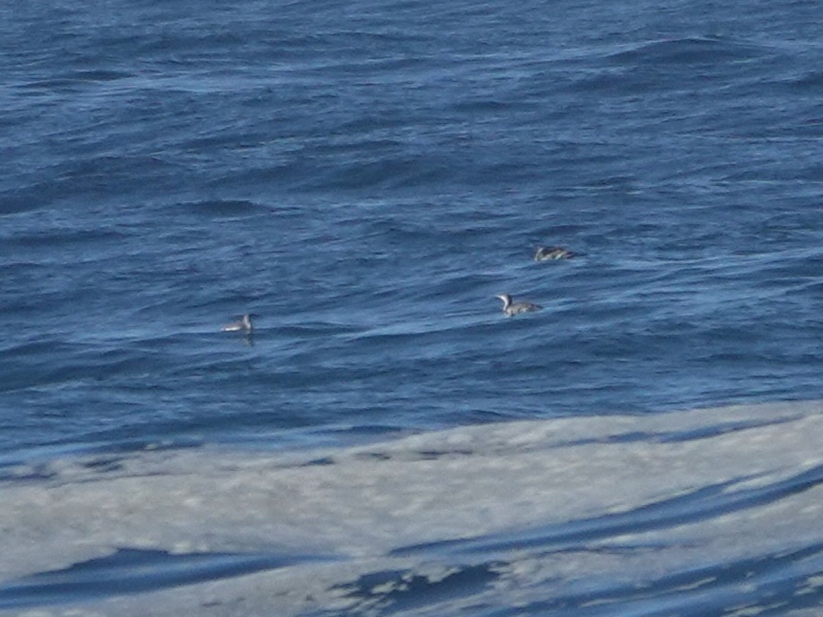 Plongeon catmarin - ML644557919