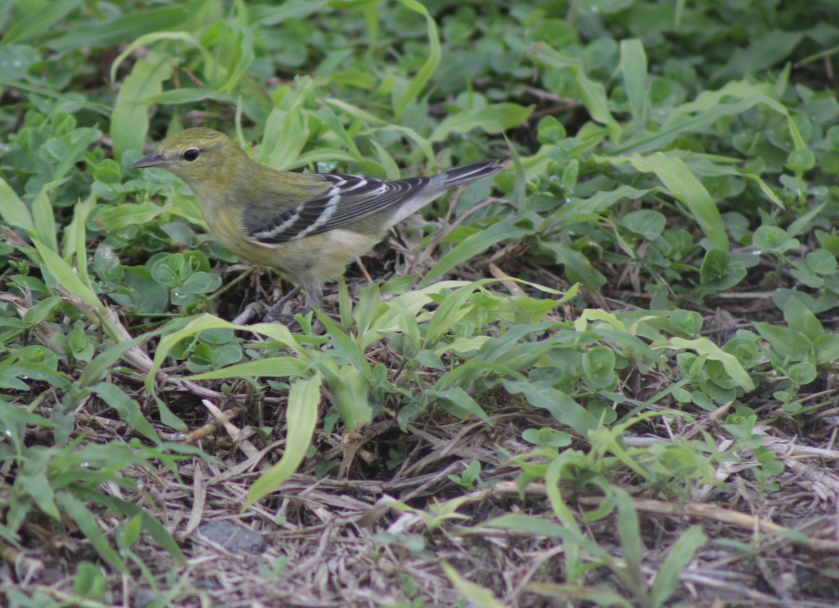 Kestane Gerdanlı Ötleğen - ML644557923