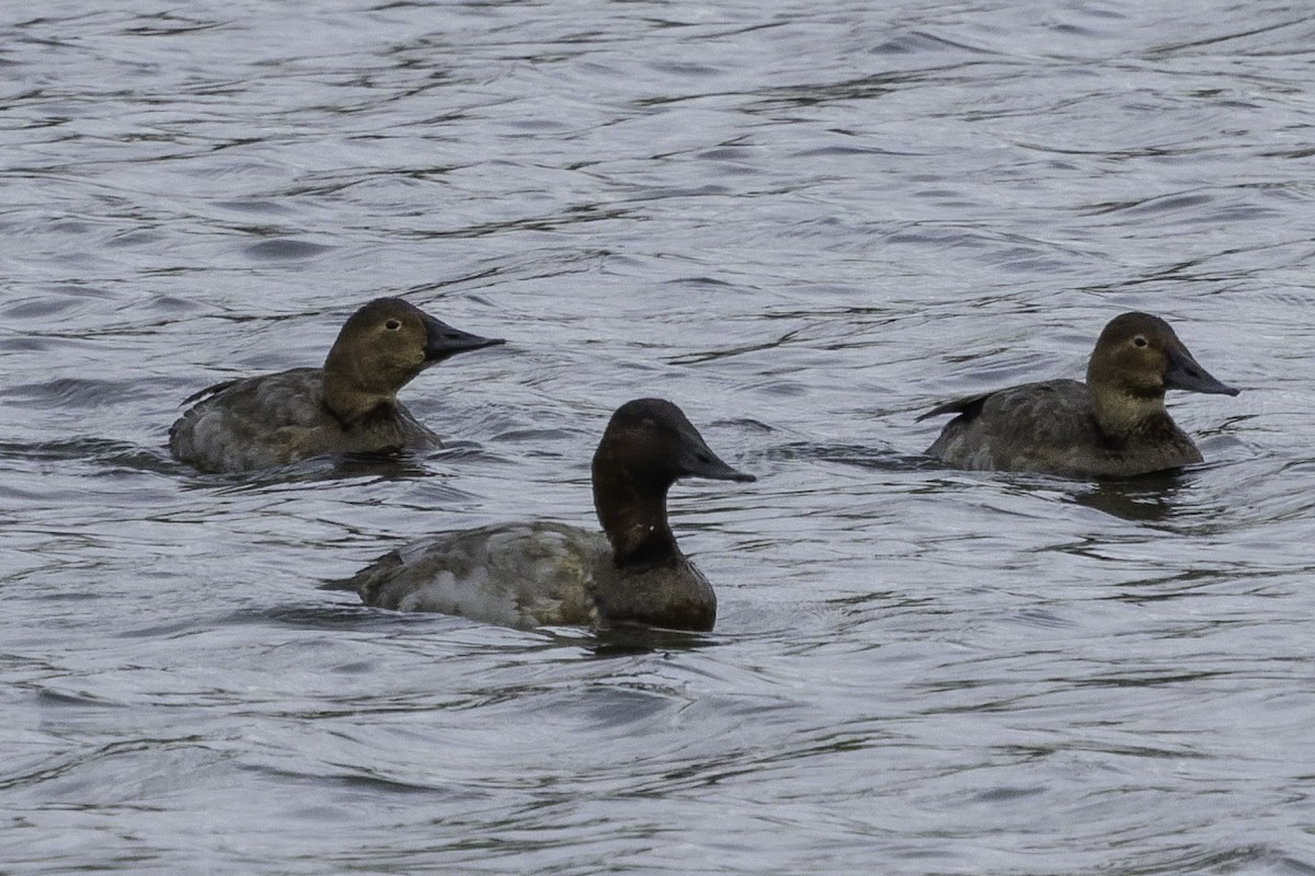 Porrón Coacoxtle - ML644557925