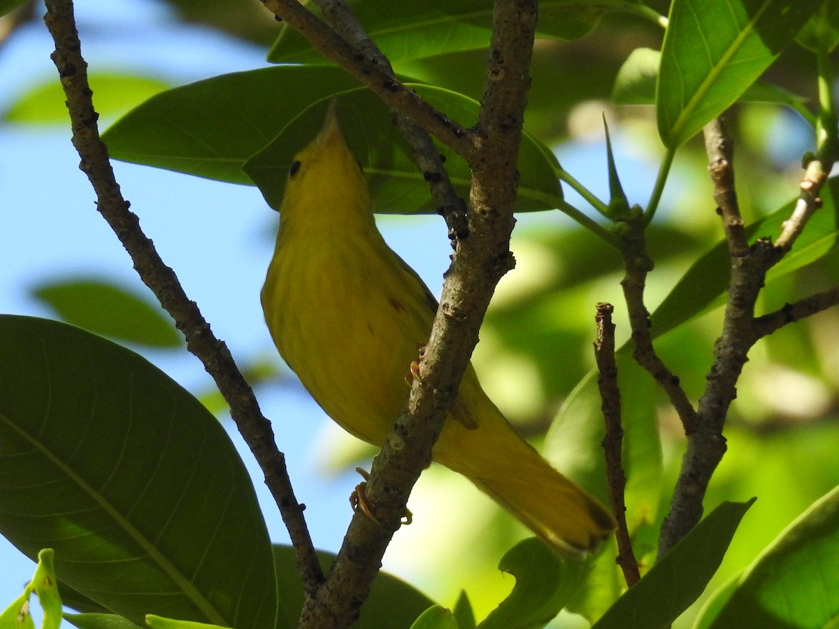 Sarı/Mangrov Sarı Ötleğeni - ML644557927
