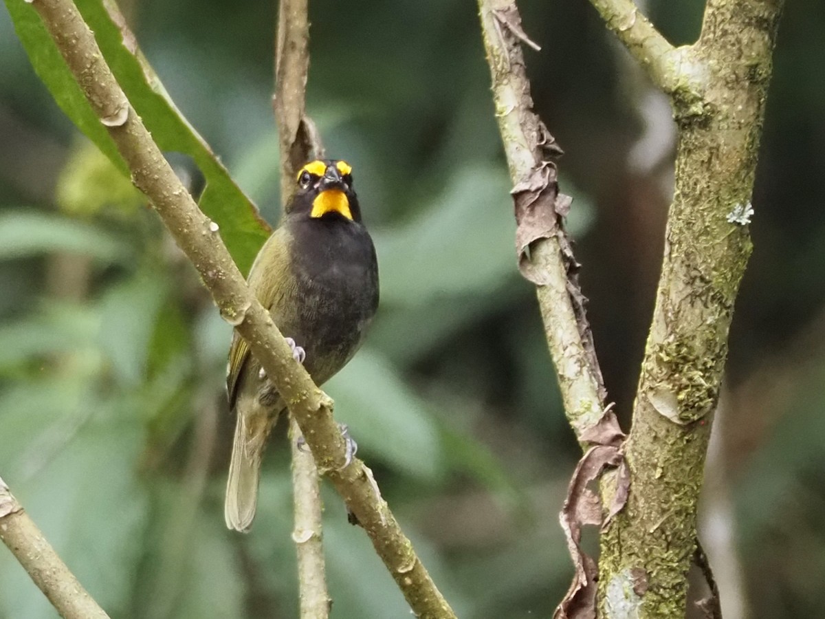 Goldbrauen-Gimpeltangare - ML644557930