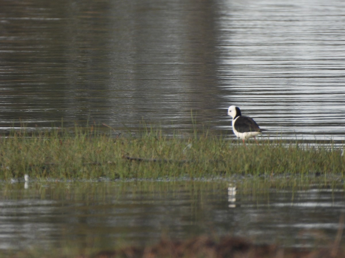 Ak Başlı Uzunbacak - ML644557932