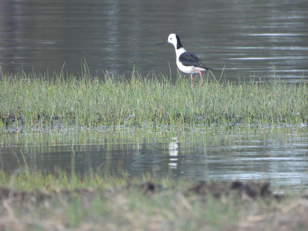 Ak Başlı Uzunbacak - ML644557933
