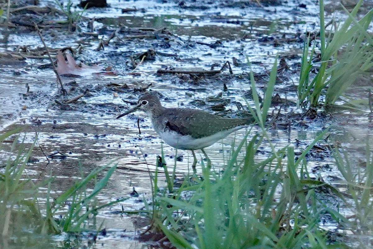 Einsiedelwasserläufer - ML644557934