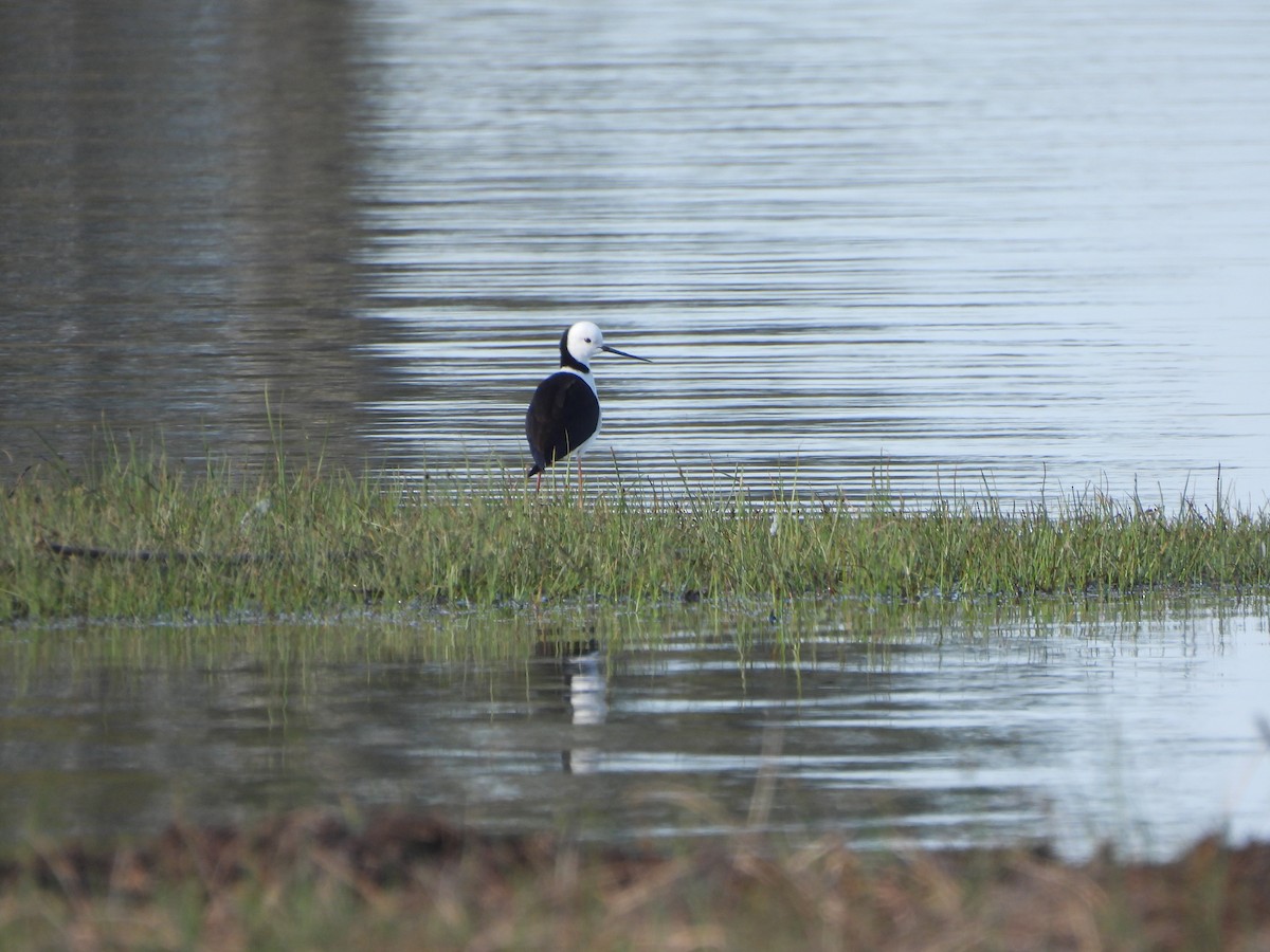 Ak Başlı Uzunbacak - ML644557935