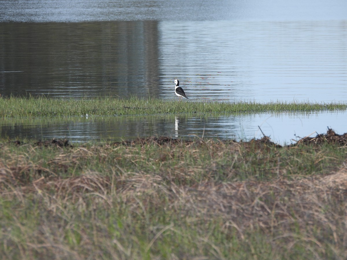 Ak Başlı Uzunbacak - ML644557937