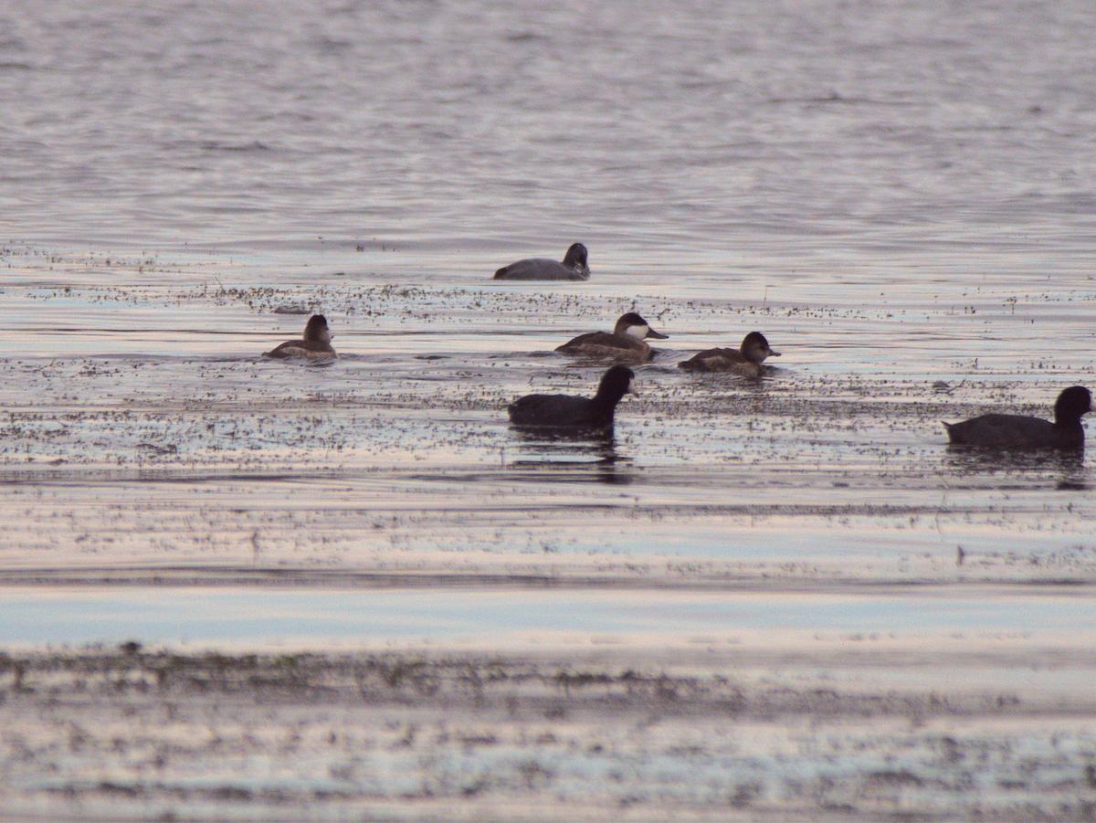 Американская савка - ML644557939