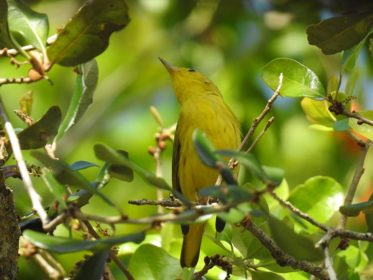 Sarı/Mangrov Sarı Ötleğeni - ML644557951