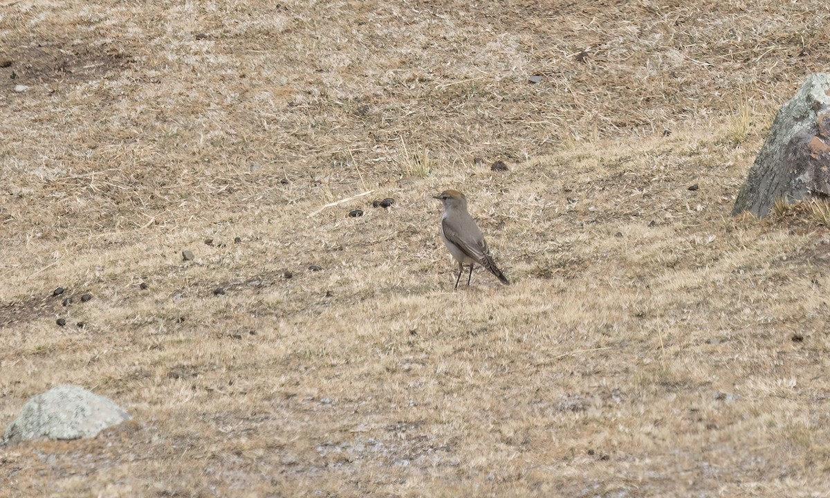 White-browed Ground-Tyrant - ML644557954