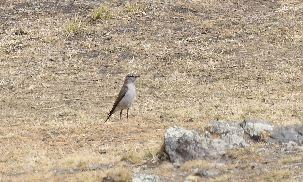White-browed Ground-Tyrant - ML644557955