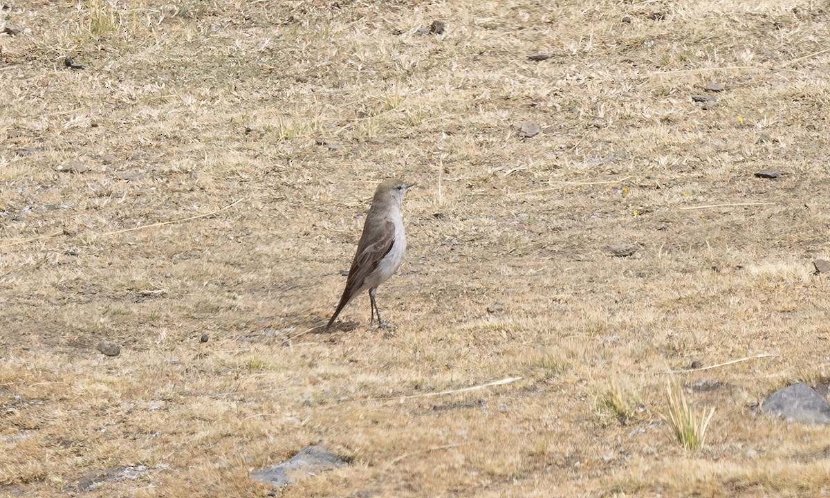 White-browed Ground-Tyrant - ML644557956