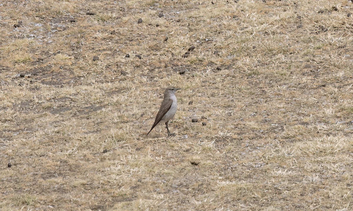 White-browed Ground-Tyrant - ML644557958