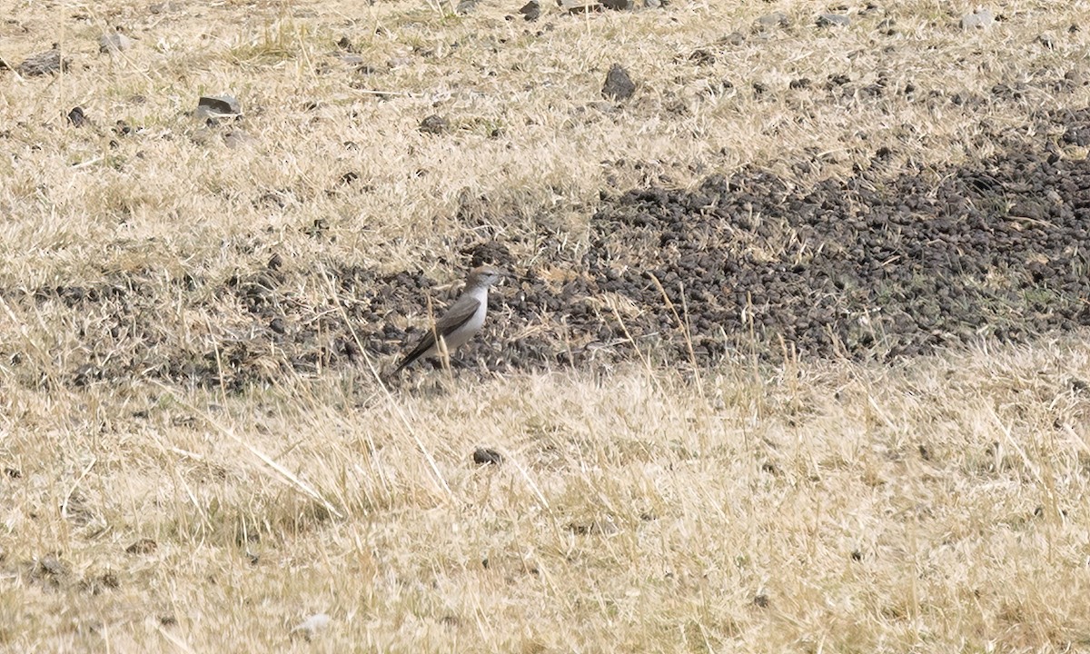 White-browed Ground-Tyrant - ML644557959
