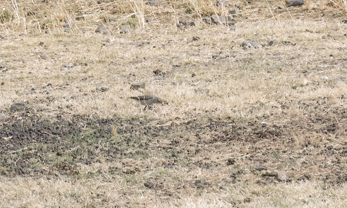 White-browed Ground-Tyrant - ML644557960