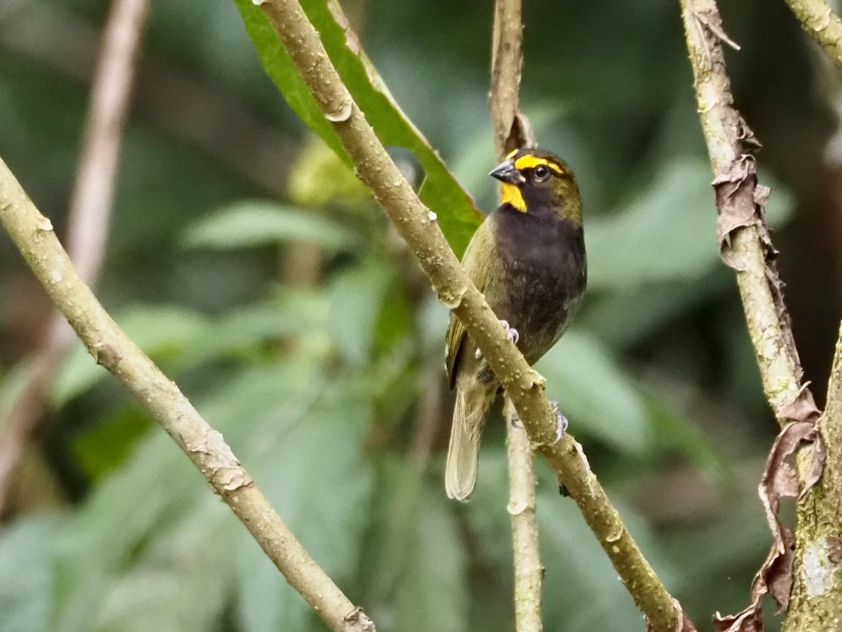 Goldbrauen-Gimpeltangare - ML644557963