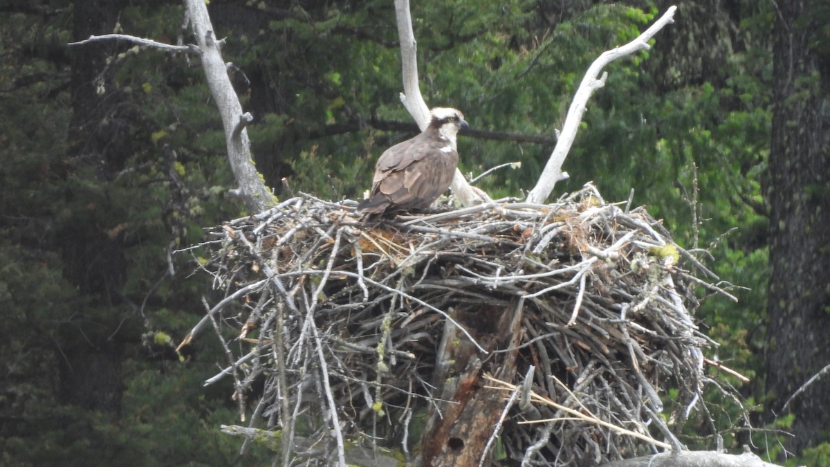 Загасч явлаг - ML644557965