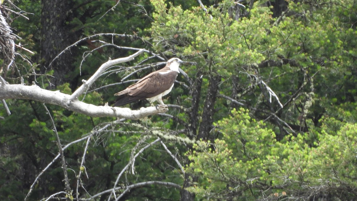 Загасч явлаг - ML644557966