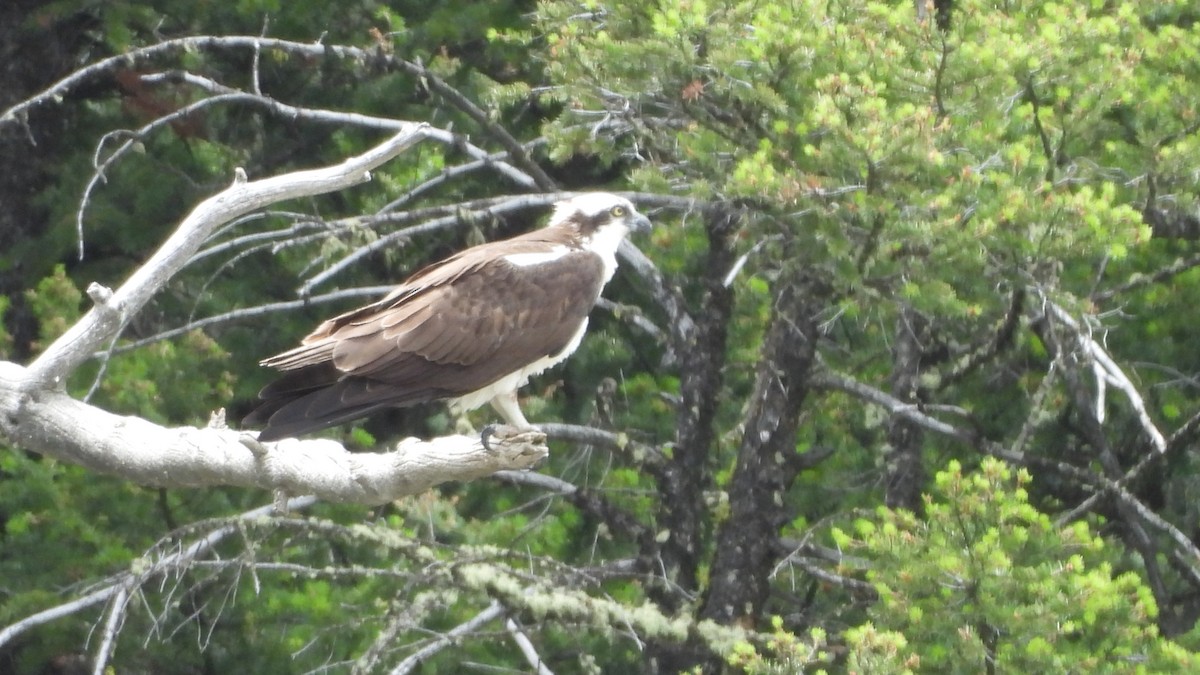 Загасч явлаг - ML644557968