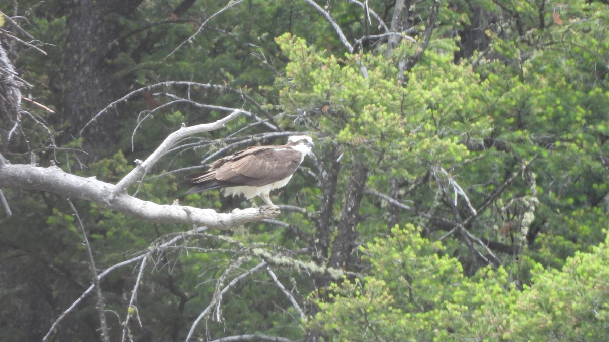 Загасч явлаг - ML644557969