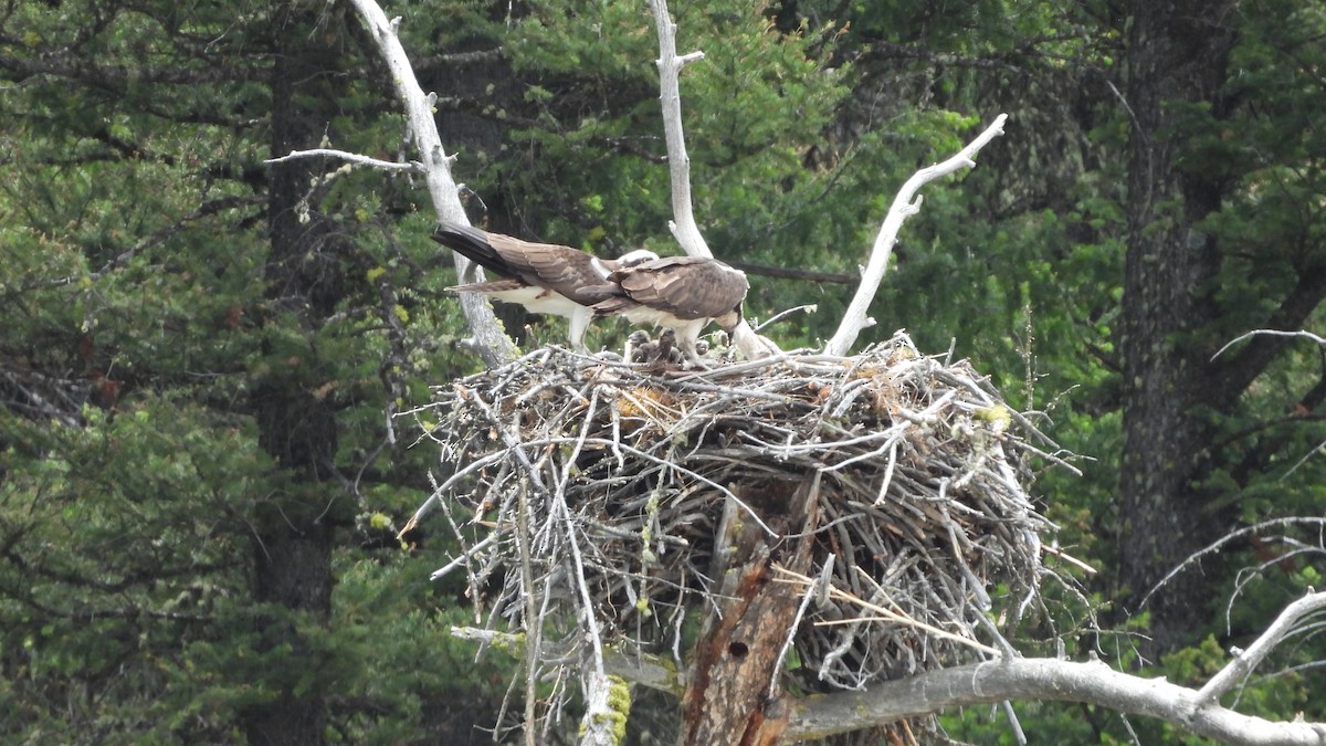 Загасч явлаг - ML644557970