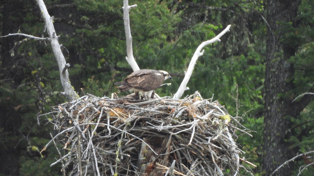 Загасч явлаг - ML644557974