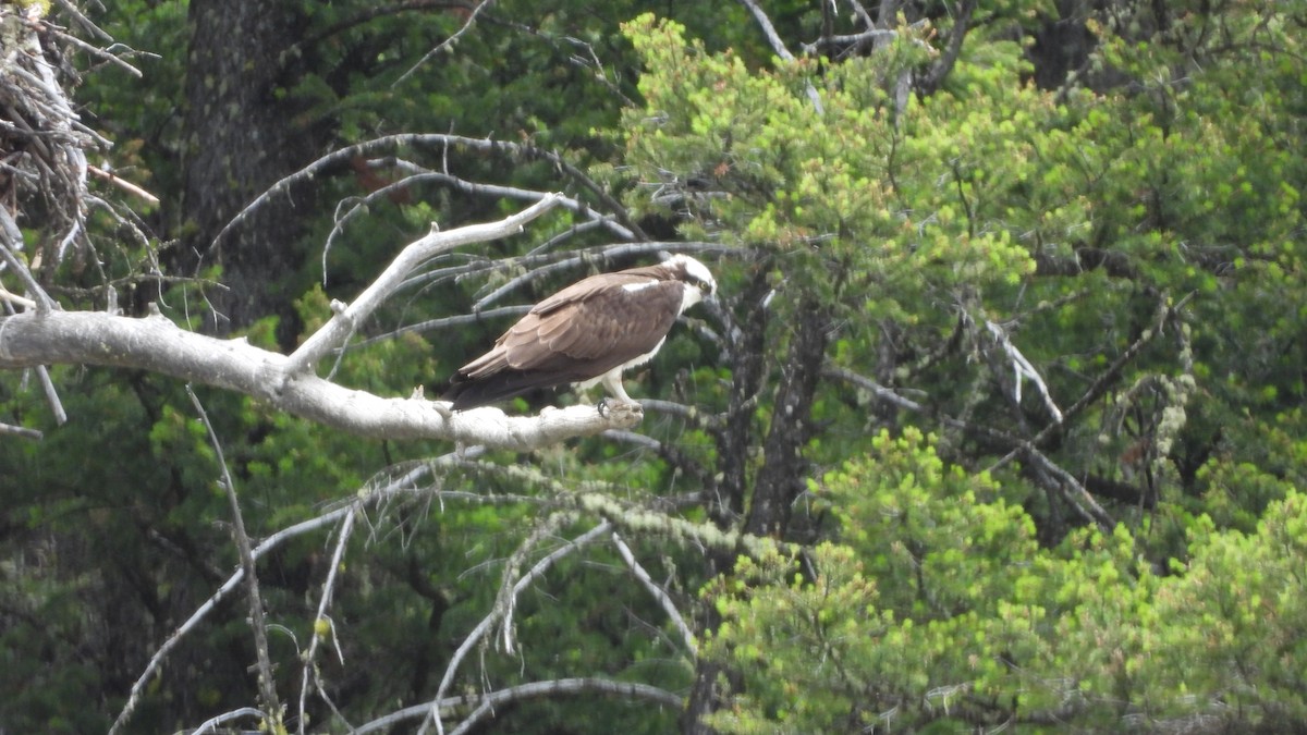 Загасч явлаг - ML644557975