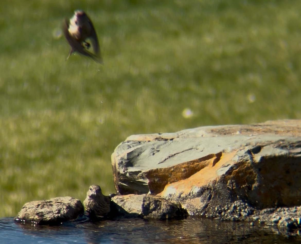 Red Crossbill (Lodgepole Pine or type 5) - ML644557983