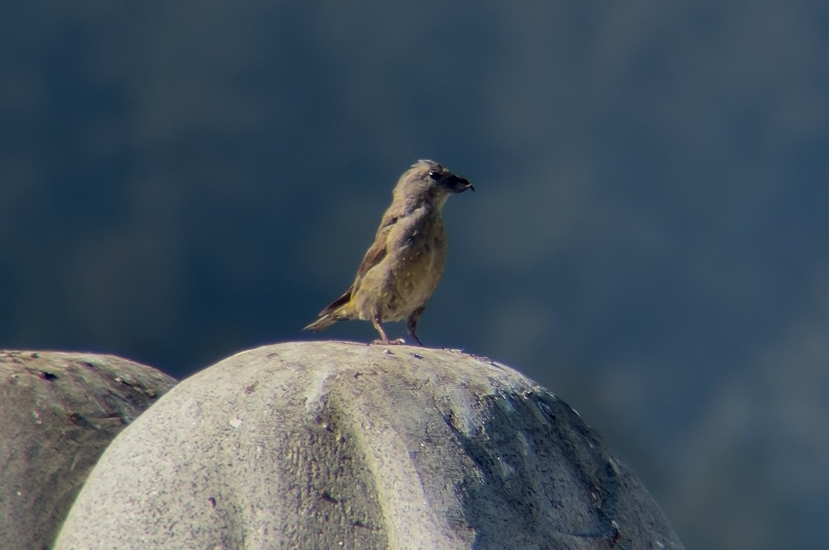 Red Crossbill (Lodgepole Pine or type 5) - ML644557984