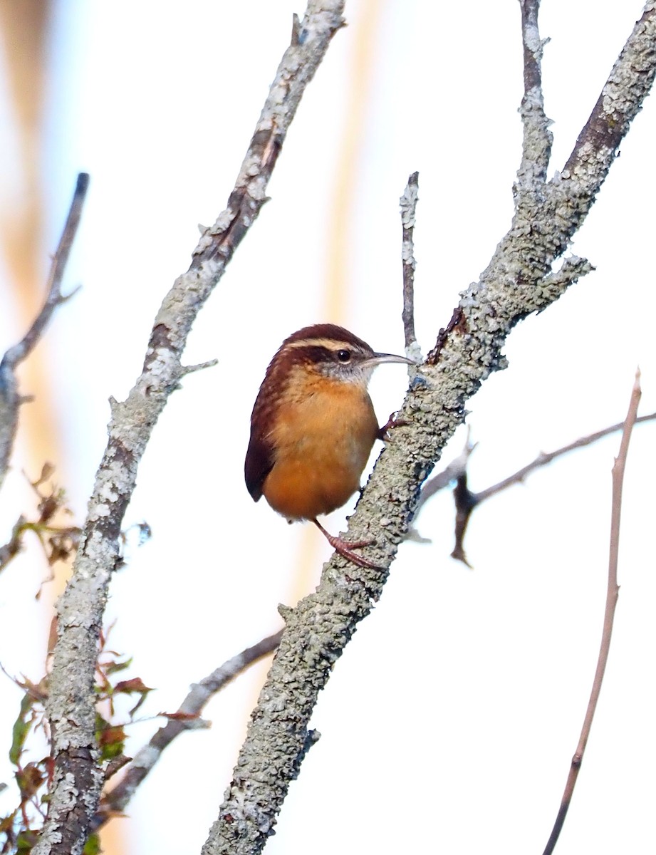 Carolina Wren - ML644558009